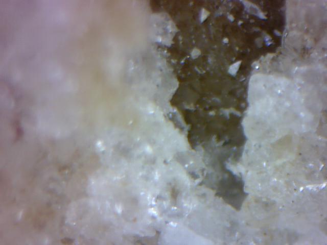 jiskřivec pod mikroskopem